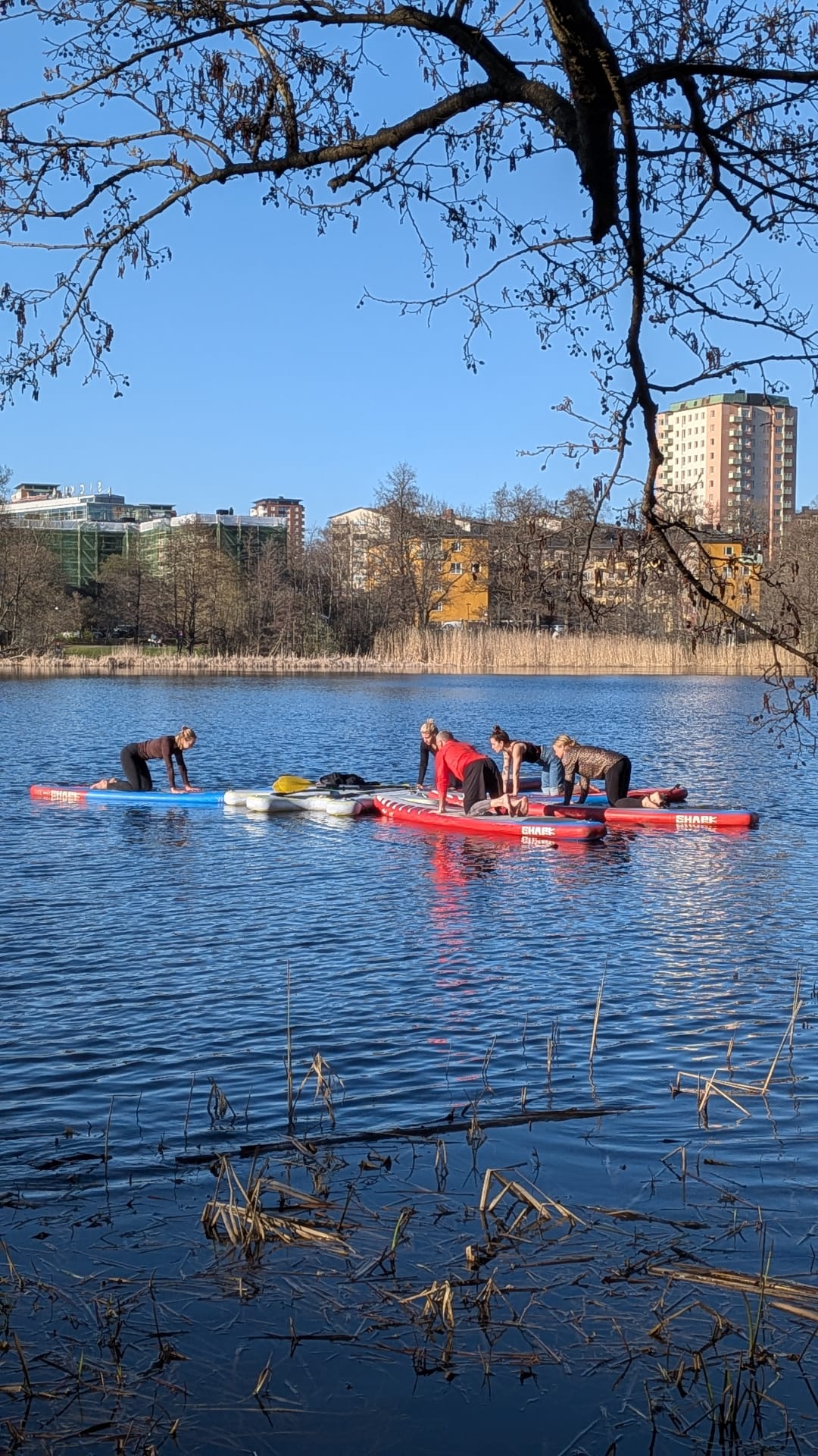 Grupp som gör yoga på paddleboards på Sicklasjön, Stockholm