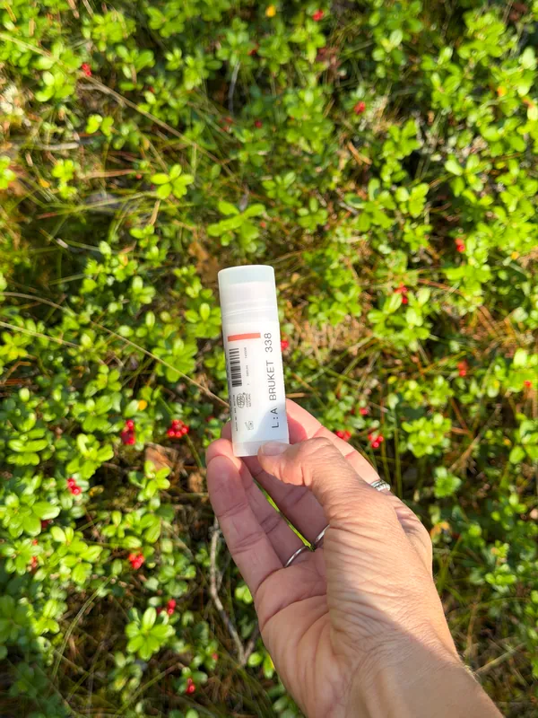 A hand holding an L:A Bruket tube above lingonberry shrubs on the forest floor